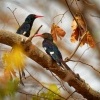 Dudkovec stromovy - Phoeniculus purpureus - Green Woodhoopoe o2747